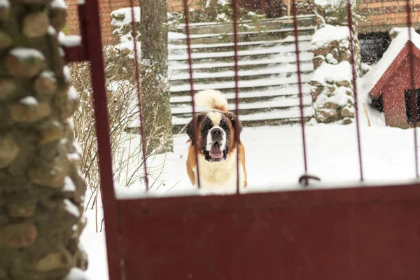 Winter Snowing Bars Dog Caucasian Shepherd Dog Bite Concept Have — Stock Photo, Image