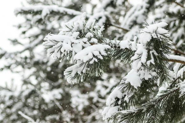 Inverno Freddo Neve Foresta Invernale Sotto Neve Rami Pesanti Tutti — Foto Stock