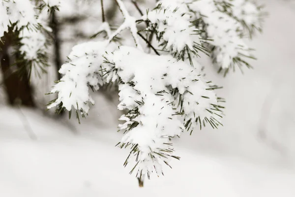 雪下的冬林 沉重的树枝都在雪中 有调理 — 图库照片