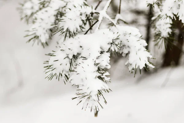 Inverno Freddo Neve Foresta Invernale Sotto Neve Rami Pesanti Tutti — Foto Stock