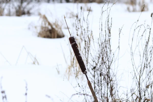 Invierno Lago Estaba Cubierto Nieve Caña Esperó Frío —  Fotos de Stock