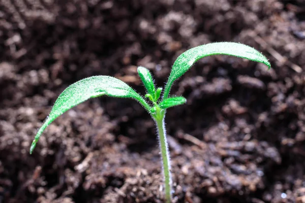 Small green sprout. macro photography a future tomato appeared from the ground. — Stock Photo, Image