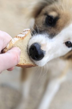 Passer sokak köpeği ekmek yem. yakın çekim. Orada tonlama.