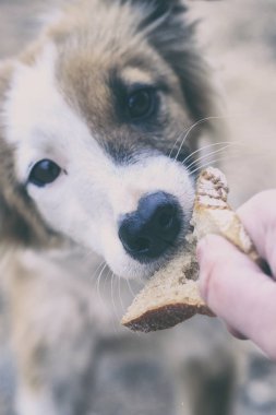Passer sokak köpeği ekmek yem. yakın çekim. Orada tonlama.