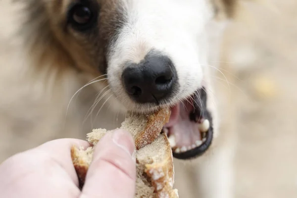 Los transeúntes alimentan al perro callejero. Primer plano. hay tonificación . — Foto de Stock