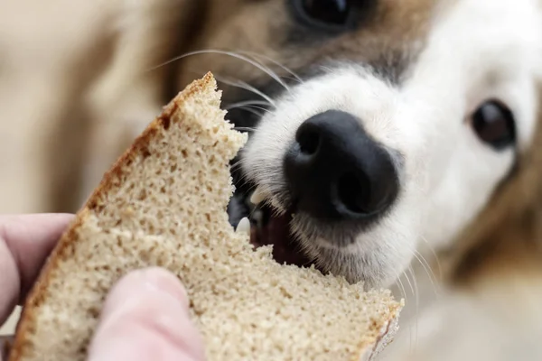 Perro callejero muy delgado. de la ira muerde un pedazo de pan. puede morder . — Foto de Stock