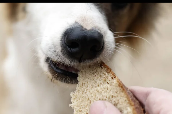 Los transeúntes alimentan al perro callejero. Primer plano. hay tonificación . —  Fotos de Stock