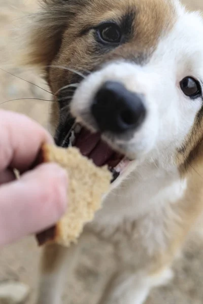 Perro callejero muy delgado. de la ira muerde un pedazo de pan. puede morder . — Foto de Stock