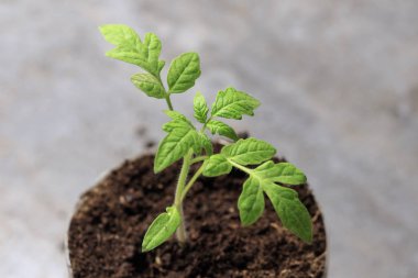 küçük yeşil Filiz. makro fotoğrafçılık gelecekteki domates yerden çıktı..