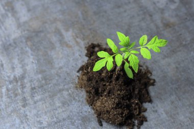 küçük yeşil Filiz. makro fotoğrafçılık gelecekteki domates yerden çıktı..