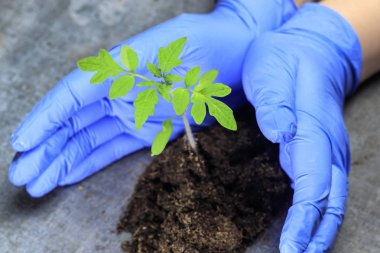 Bir bilim adamı bir filiz elinde tutar. domates bitkiler yok olmaktan korunması kavramının bu.