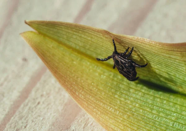 Nahaufnahme. eine gefährliche Parasiten- und Infektionsträgermilbe sitzt auf einem grünen Blatt — Stockfoto