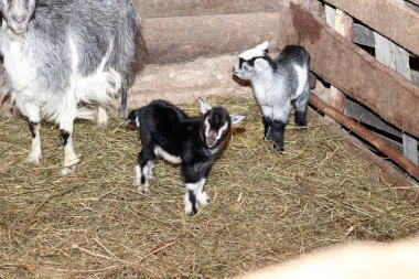 ahır. bir keçi ve üç küçük keçi. saman yerde. ahşap duvarlar. Orada tonlama.