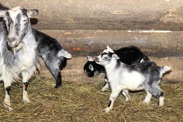 Granero. hay una cabra y tres cabras en ella. paja en el suelo. paredes de madera. hay tonificación . — Foto de Stock