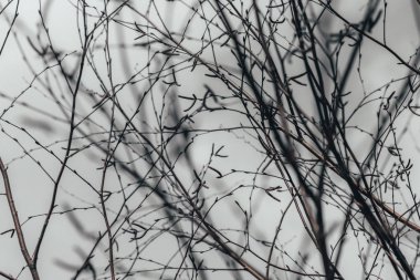 doku. önceki bahar. açık havada huş ağacı dalları çıplak. pek derinlik.