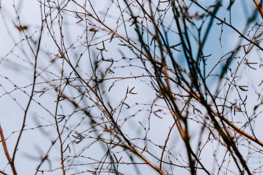 doku. önceki bahar. açık havada huş ağacı dalları çıplak. pek derinlik.