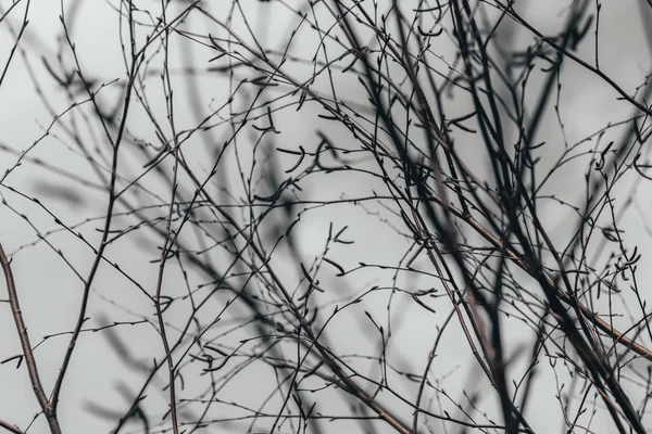doku. önceki bahar. açık havada huş ağacı dalları çıplak. pek derinlik.