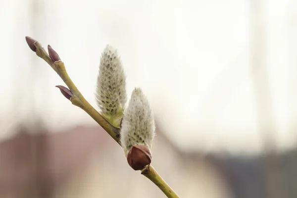 이른 봄입니다. 눈은 사라진다. 새싹을 시작 합니다. 나무는 겨울 후 살아 온다. — 스톡 사진