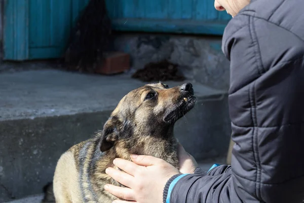 Una chica acaricia a un perro callejero. realmente le gusta. profundidad de campo poco profunda . — Foto de Stock