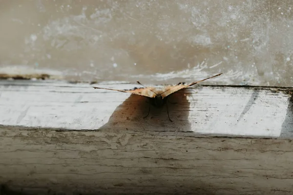 Staré okno s barvou prasklé. Motýl sedí. mělkou hloubku pole. Existuje tónování — Stock fotografie