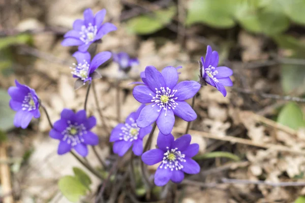 Wiosenny kwiat. niebieskiego Snowdrop w naturalnym środowisku. płytkiej głębokości skrawania. jest przyciemniane — Zdjęcie stockowe