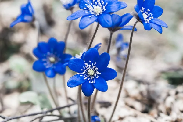 Wiosenny kwiat. niebieskiego Snowdrop w naturalnym środowisku. płytkiej głębokości skrawania. jest przyciemniane — Zdjęcie stockowe