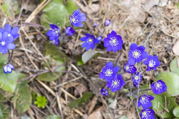 Wiosenny kwiat. niebieskiego Snowdrop w naturalnym środowisku. płytkiej głębokości skrawania. jest przyciemniane — Zdjęcie stockowe