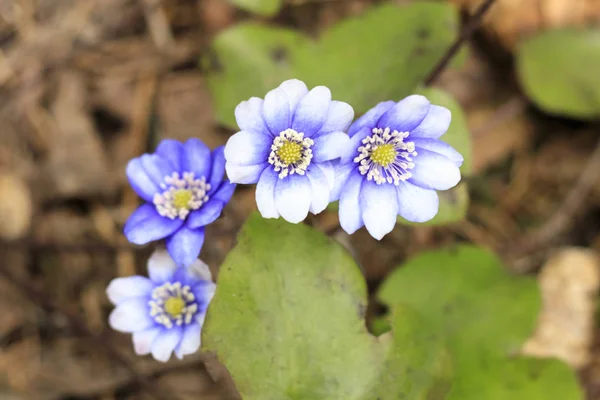 Wiosenny kwiat. niebieskiego Snowdrop w naturalnym środowisku. płytkiej głębokości skrawania. jest przyciemniane — Zdjęcie stockowe