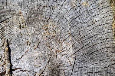 Doku. Eski kütüğün. çok parlak bir güneşte. sığ alan derinliği. tonlama var