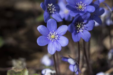 bahar çiçek. doğal ortamda mavi kardelen. sığ kesim derinliği. Orada renkli.