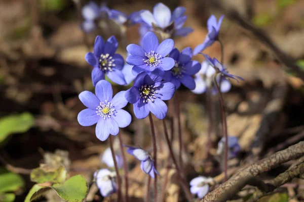 Vår blomma. blå snödroppe i naturlig miljö. grunt skärdjup. Det är tonat. — Stockfoto