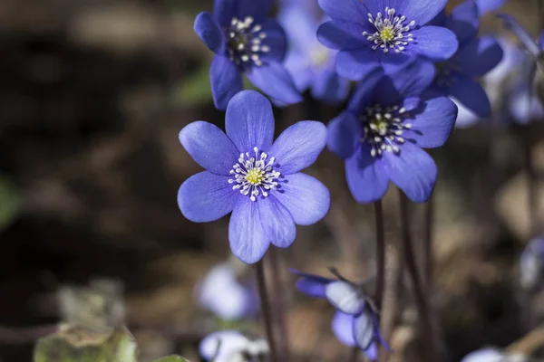 Весенний цветок. голубой подснежник в естественной среде. мелкая глубина разреза. there is tinted . — стоковое фото