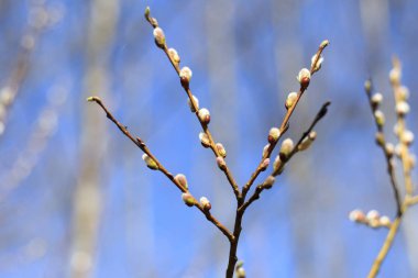 Erken Bahar. kar yok oldu. tomurcukları çiçeklenmeye başlar. ağaç kıştan sonra canlanır.