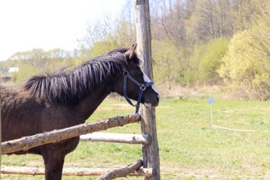 at padok ve mesafe içine bakar. Gün ışığı.