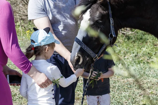 Caballo en la calle. el niño alimenta al caballo. padres controlan el proceso . —  Fotos de Stock