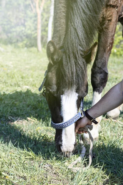 Caballo en la calle. Ella es hierba. El hombre sostiene una brida. luz del día . —  Fotos de Stock