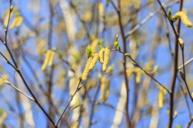 Doku. küpe ile genç huş dalları. sığ alan derinliği.