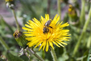 Gün ışığı. karahindiba üzerinde arı yakın çekim. tonlama var. sığ kesim derinliği