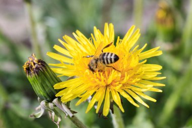 Gün ışığı. karahindiba üzerinde arı yakın çekim. tonlama var. sığ kesim derinliği