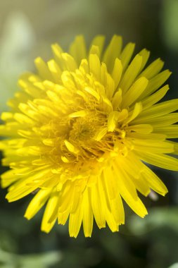 Gün ışığı. Karahindiba. tonlama var. sığ alan derinliği.