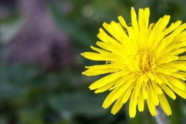 Gün ışığı. Karahindiba. tonlama var. sığ alan derinliği.