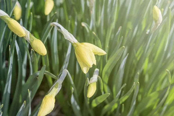 Naturalnego oświetlenia ulicznego. Daffodil kwiat. tonowanie. płytkie głębia ostrości — Zdjęcie stockowe