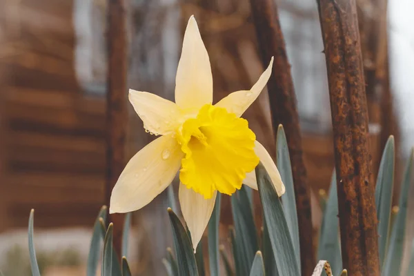 Naturalnego oświetlenia ulicznego. Daffodil kwiat. tonowanie. płytkie głębia ostrości — Zdjęcie stockowe