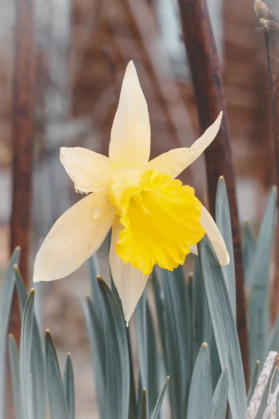 Naturalnego oświetlenia ulicznego. Daffodil kwiat. tonowanie. płytkie głębia ostrości — Zdjęcie stockowe