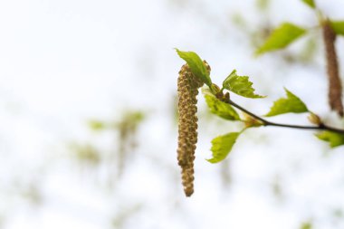 Bahar. Gün ışığı. huş ağacı çiçek lenmeye başladı. küpeler var.