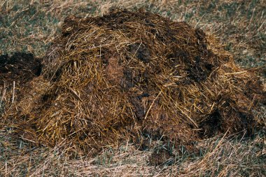 Gün ışığı. gübre sahada yatıyor. kimyasal katkı maddesi içermeyen gübre. tüm doğal.