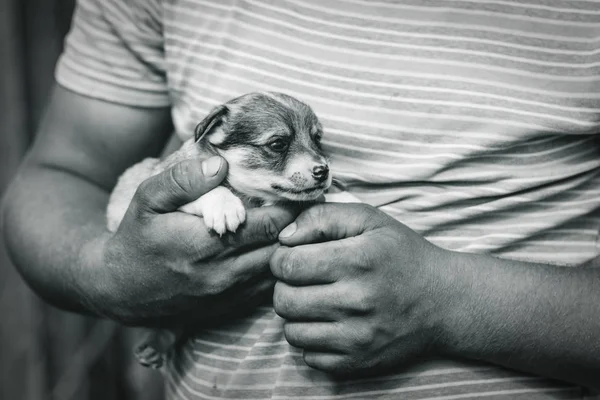 Un joven con los brazos bronceados sostiene a un cachorro muy pequeño. luz del día. primer plano en formato blanco y negro . — Foto de Stock