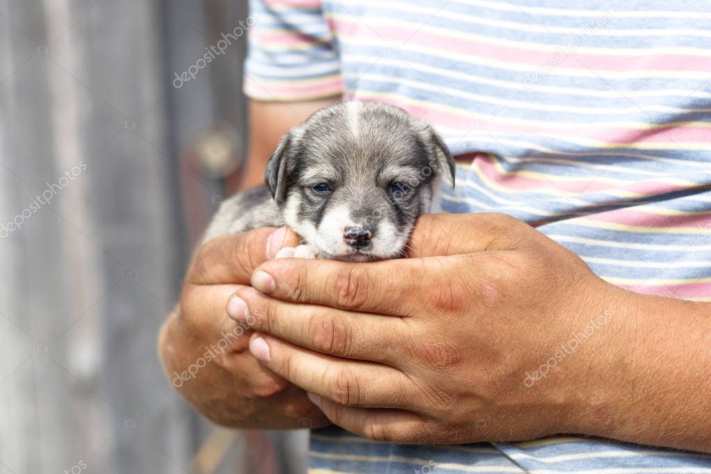 a young man with tanned arms holding a very small puppy. daylight. close-up.