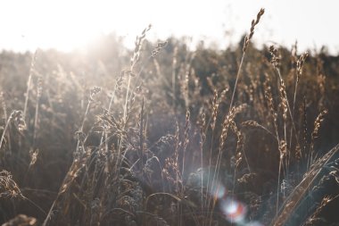 Akşam. çim açık havada. Close. tonlama var.