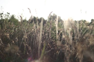Akşam. çim açık havada. Close. tonlama var.